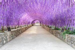 mooi van paarse bloementunnel in het internationale meditatiecentrum van Cherntawan in Chiang Rai Thailand foto