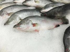 verse rauwe barramundi, witte baars, zilveren baarsvertoning op ijs, het dier werd gevangen en verkocht in de bazaar. gekoelde achtergrond, goed keukenmateriaal. foto