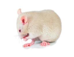 witte schattige muis foto