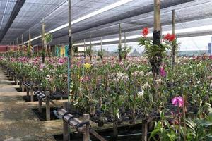 orchideeën herstellen in kwekerij, thailand. foto