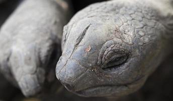 schildpadden close-up foto