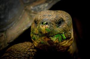 galapagos schildpad in floreana eiland