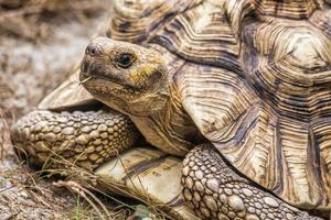 aldabra-reuzenschildpad (aldabrachelys gigantea)