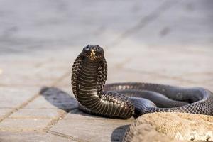 Egyptische cobra gecharmeerd op Jemaa El-Fnaa-plein, Marrakech (Marokko)