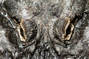 alligator ogen