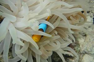 anemoonvis verstopt in de zee foto