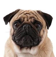 pug dog geïsoleerd op een witte achtergrond foto