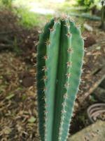 cereus peruvianus, sprookjeskasteel cactusboom groene stam heeft scherpe punten rond de bloei foto