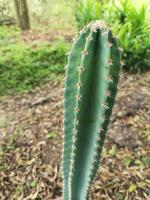cereus peruvianus, sprookjeskasteel cactusboom groene stam heeft scherpe punten rond de bloei foto