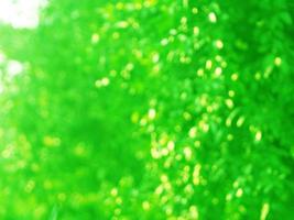 wazig van groen blad in de tuin in de zomer onder zonlicht. natuurlijke groene planten landschap gebruiken als achtergrond of behang, bokeh zonneschijn foto
