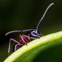 close-up zwarte mier op groen blad. foto