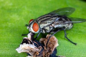 close-up vlieg op groen blad. foto