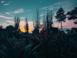 zonsondergang in de tuin met planten foto