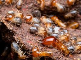 termieten zijn sociale wezens die houten huizen van mensen beschadigen omdat ze hout eten foto