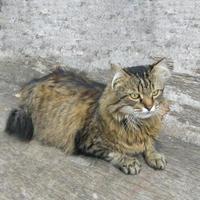siberische grote kat foto