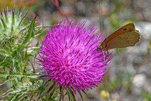 close-up shot van wilde cynara cardunculus bloem groeien in het veld op een sombere dag foto