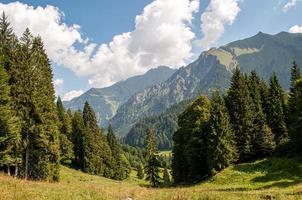 landschap met bomen foto