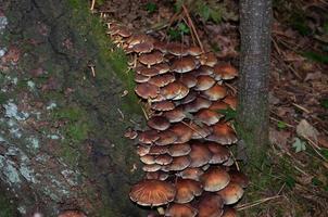 mooie paddenstoelen in de herfst, giftig foto