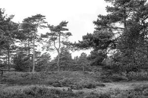 landschap met bomen foto