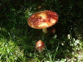 mooie paddenstoelen in de herfst, giftig foto