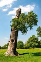 landschap met bomen foto