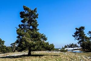 landschap met bomen foto