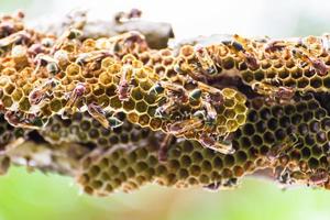 wesp en wespennest in de natuur foto