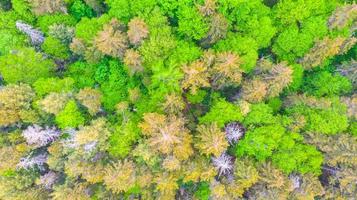 luchtfoto van de weelderige groene bergbomen foto