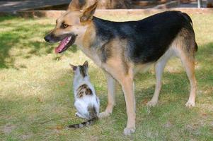 hond en kat spelen foto