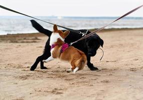 twee aangelijnde honden ontmoetten elkaar op het zandstrand en speelden met elkaar. huisdieren op wandeling foto