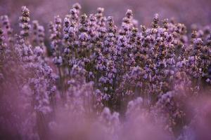 prachtig lavendelveld bij zonsopgang. paarse bloem achtergrond. bloesem violet aromatische planten. foto