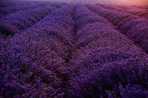 prachtig lavendelveld bij zonsopgang. paarse bloem achtergrond. bloesem violet aromatische planten. foto