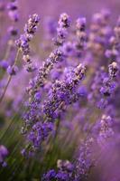 prachtig lavendelveld bij zonsopgang. paarse bloem achtergrond. bloesem violet aromatische planten. foto