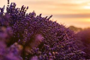 prachtig lavendelveld bij zonsopgang. paarse bloem achtergrond. bloesem violet aromatische planten. foto