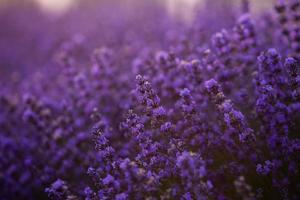 prachtig lavendelveld bij zonsopgang. paarse bloem achtergrond. bloesem violet aromatische planten. foto