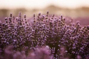 prachtig lavendelveld bij zonsopgang. paarse bloem achtergrond. bloesem violet aromatische planten. foto