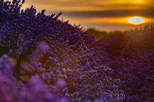 prachtig lavendelveld bij zonsopgang. paarse bloem achtergrond. bloesem violet aromatische planten. foto