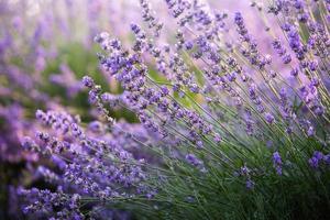 prachtig lavendelveld bij zonsopgang. paarse bloem achtergrond. bloesem violet aromatische planten. foto