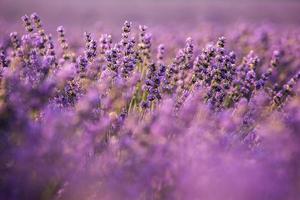 prachtig lavendelveld bij zonsopgang. paarse bloem achtergrond. bloesem violet aromatische planten. foto
