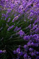 prachtig lavendelveld bij zonsopgang. paarse bloem achtergrond. bloesem violet aromatische planten. foto