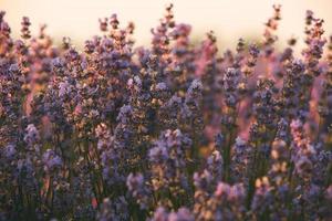 prachtig lavendelveld bij zonsopgang. paarse bloem achtergrond. bloesem violet aromatische planten. foto