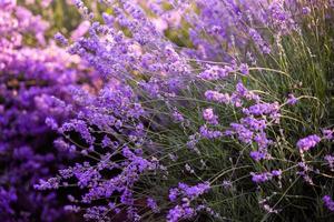 prachtig lavendelveld bij zonsopgang. paarse bloem achtergrond. bloesem violet aromatische planten. foto