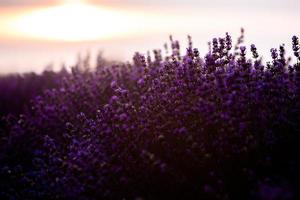 prachtig lavendelveld bij zonsopgang. paarse bloem achtergrond. bloesem violet aromatische planten. foto