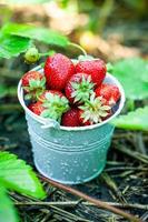 verse aardbeien in de tuin. biologisch voedsel. gezonde bessen in een kom. rode vruchten. foto
