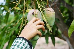 de hand van de boer mango's plukken in de boom foto