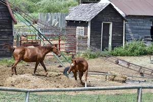 twee paarden worden gezien op een oud boerenerf foto