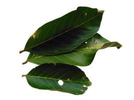nephelium lappaceum bladeren of rambutan blad op witte achtergrond foto