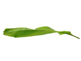 musaceae of bananenblad op witte achtergrond foto