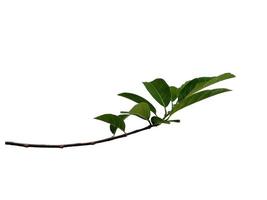 Annona squamosa of suikerappelblad op witte achtergrond foto