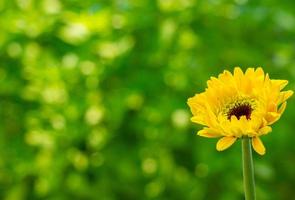 gele bloem op een onscherpe achtergrond. selectieve focus foto